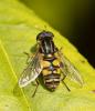 Helophilus pendulus